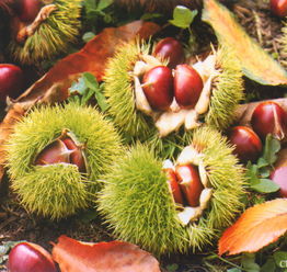 漫步金秋 采摘健身休閑季